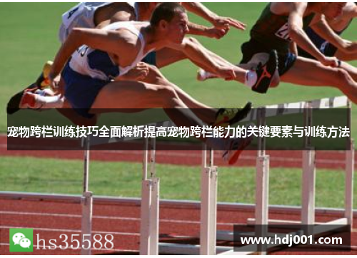宠物跨栏训练技巧全面解析提高宠物跨栏能力的关键要素与训练方法